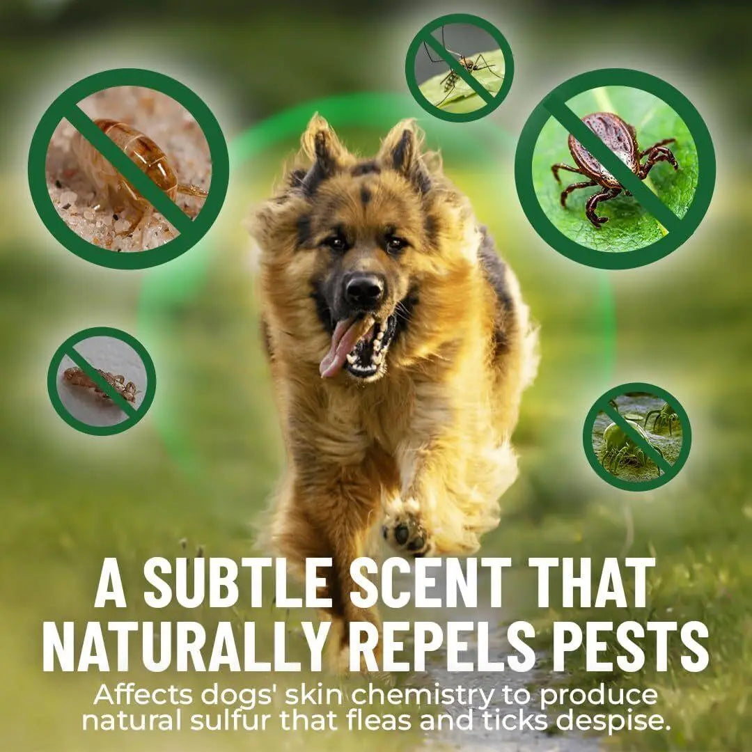 GCP Natural Flea & Tick Soft Chews for Dogs – Chicken Flavored Dietary Supplement with Vitamins, Apple Cider Vinegar, and Coconut Oil – 100 Count